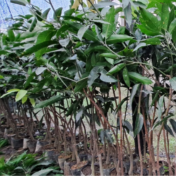 Bibit Mangga
