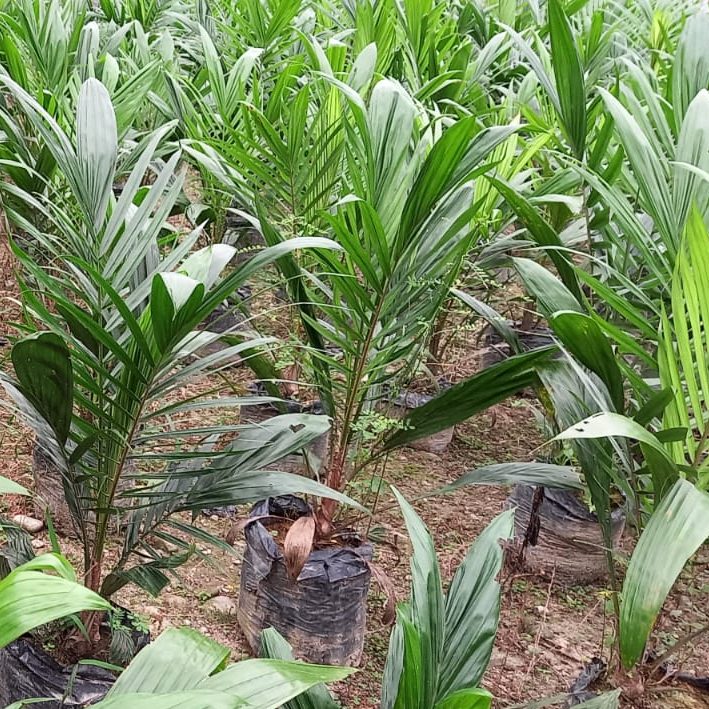 Bibit Sawit
